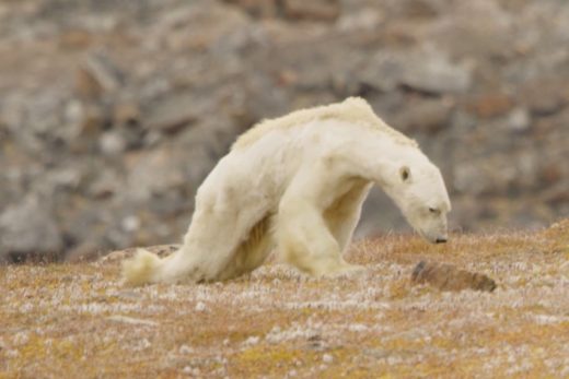 Срцепарателно видео: Оваа поларна мечка умира од глад