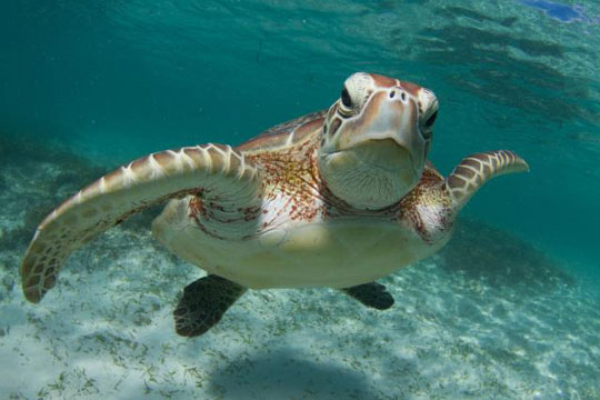 Морска желка „шверцувала“ 800 килограми чист кокаин