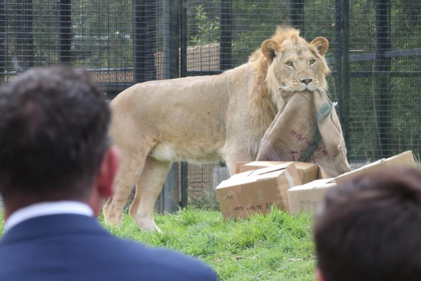 Данска Зоолошка градина шокира: Ако ви имаат здосадено вашите домашни миленици, дајте им ги на нашите лавови