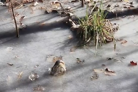 Несекојдневна снимка од алигатори кои се борат со естремниот студ во САД (ВИДЕО)