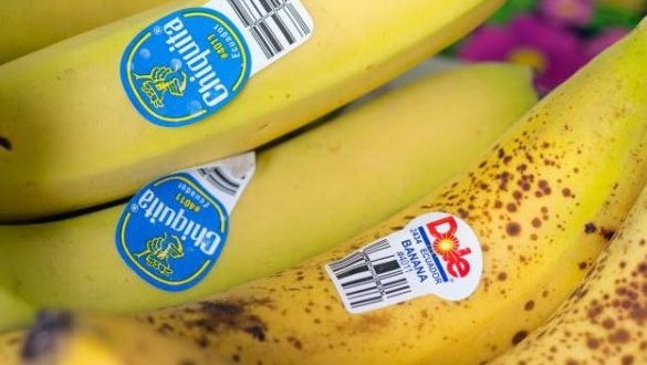 Се појавија првите ГМО банани, еве како да ги препознаете