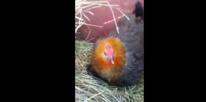 Отишла да собере јајца: Кога ја подигнала кокошката, била целосно збунета од она што го гледа! (ВИДЕО)