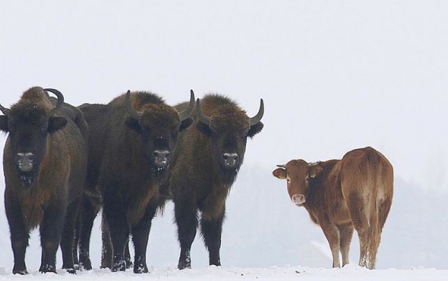 ВИДЕО: Крава ја одбрала слободата – Избегала од фарма за да живее со стадо бизони