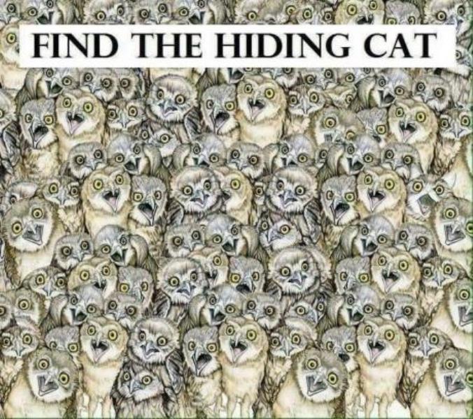 Пронајдете ја мачката- потешко е од што мислите (ФОТО)