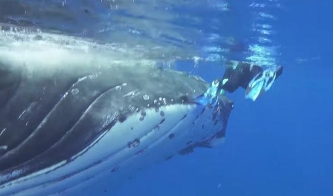 ВИДЕО: Кит од 25 тони спаси нуркачи од ајкула