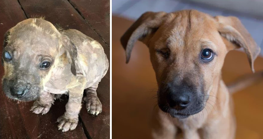 Биле пред умирање, а денес се среќни миленици: Фотографии од кучиња пред и по посвојувањето