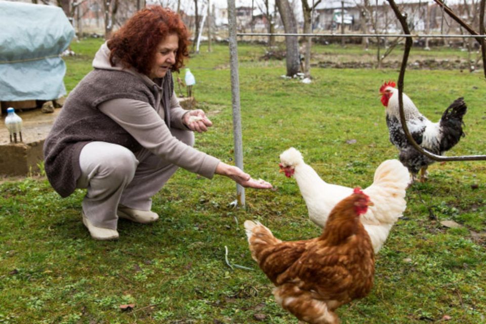 Еве како Доста остана без лото премија: Нејзината кокошка ја имаше добитната комбинација, но таа не ја послуша (ФОТО)