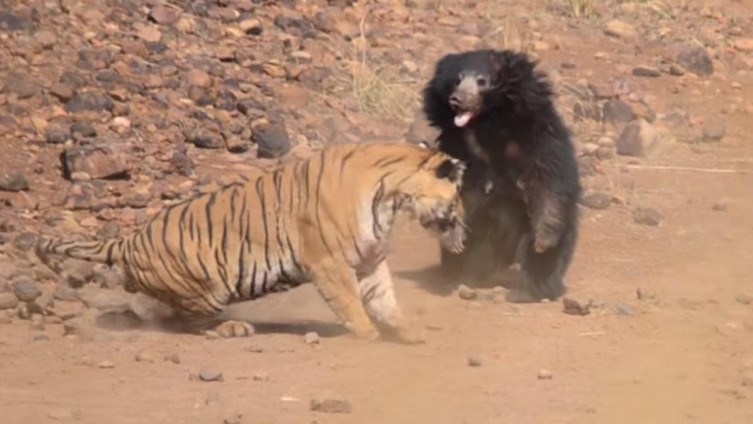 ВИДЕО: Жестока битка за вода меѓу мечка и тигар
