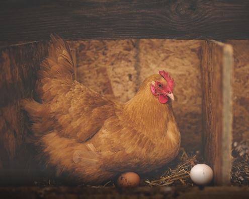 Научниците конечно открија што е постаро – кокошката или јајцето