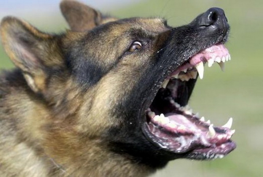 Куче скитник нападна и гризна момче на пешачки пред ТЦ „Бисер“