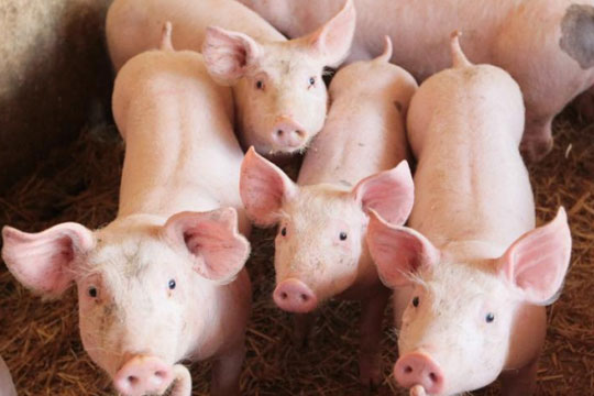 Црна Гора го забрани увозот на свињи од Македонија