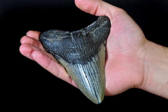 Заб од праисториски предатор украден во Австралија