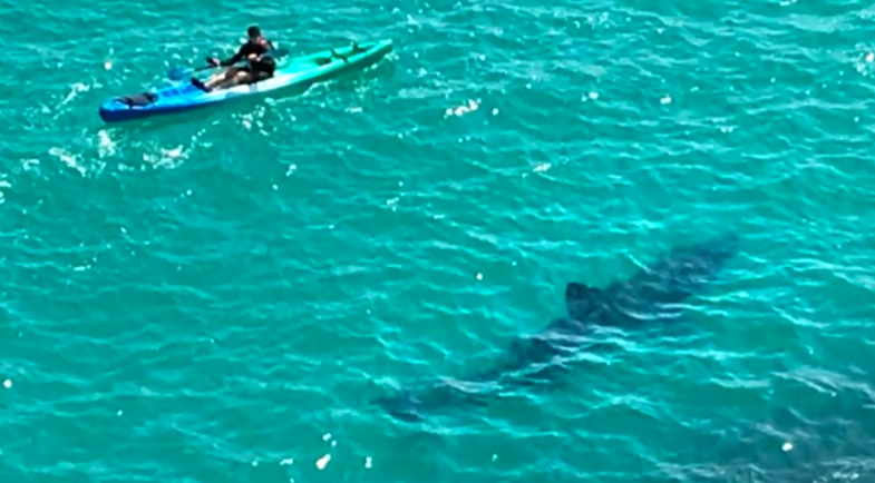 Ќе ви се заледи крвта: Гигантска ајкула плива покрај кајакар (ВИДЕО)