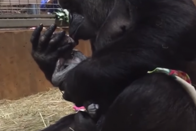 Ќе ви го стопли срцето: Прва средба меѓу мајка горила и нејзиното штотуку родено бебе
