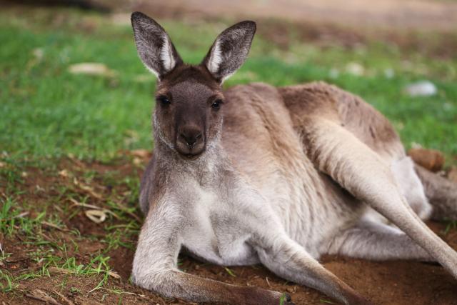 ЖАЛНО: Загина кенгур кој посетителите го удирале со камења за да го видат како скока
