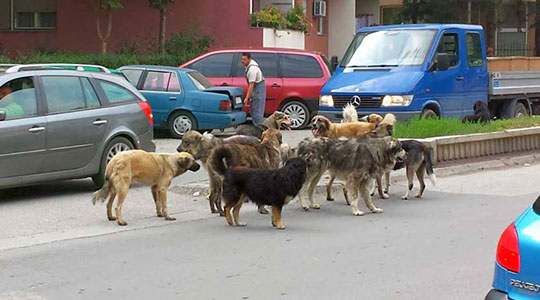 Кучиња напаѓаат на Партизанска и на улица Македонија: Три лица нападнати од кучиња скитници во Скопје