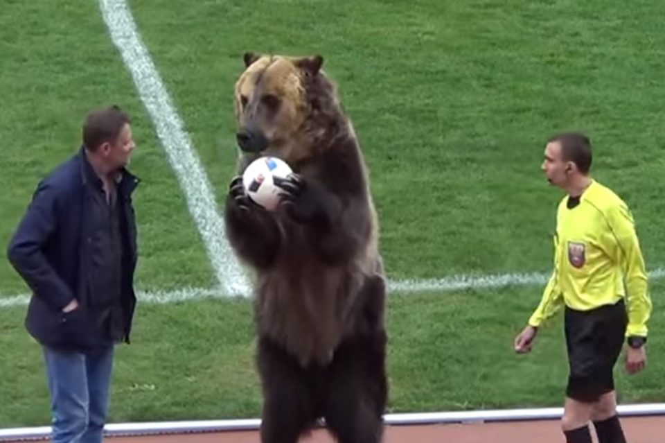 ВИДЕО: Мечка означи старт на фудбалски меч во Русија подавајќи му ја топката на судијата
