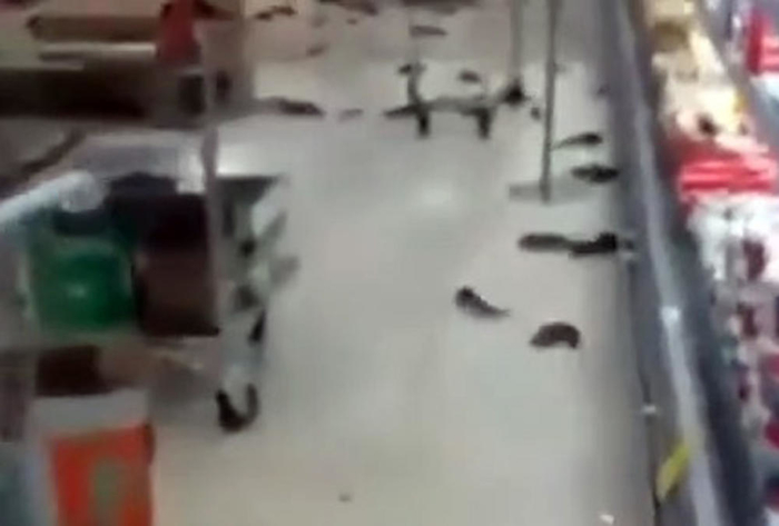 Хорор во супермаркет: Риби се одмрзнале и почнале да скокаат по подот (ВИДЕО)