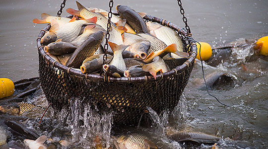 Донесени забрани за риболов заради непречен природен мрест на рибите