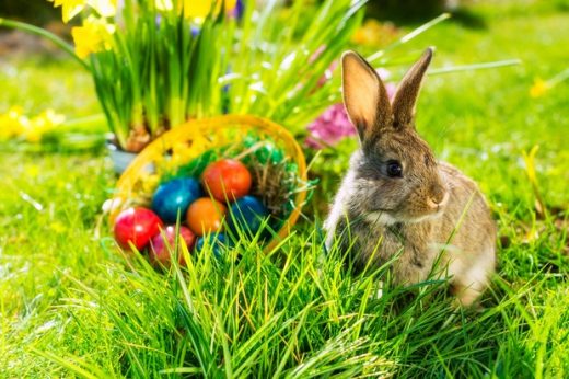Симбол на пролетта и новиот живот: Каква поврзаност има зајакот со празникот Велигден?