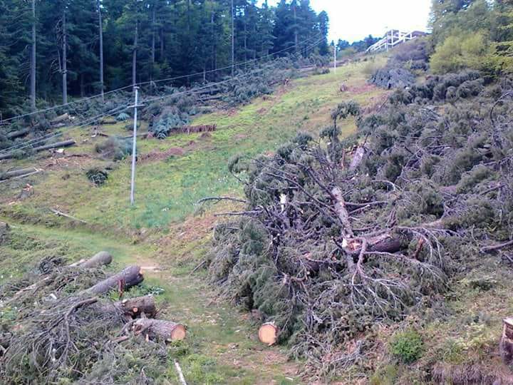 ФОТО: Голем број дрвја исечени на Баба планина, битолчани бараат коментар од владејачката ДОМ