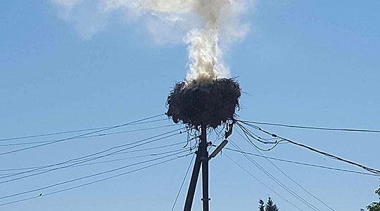 Трагедија во кавадаречко: Гнездо на штркови со пет мали штркчиња изгоре во пожар (ФОТО)