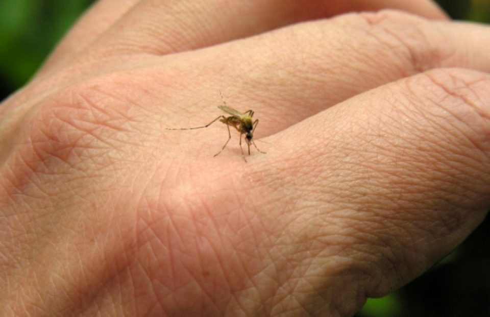 СОВЕТИ за природна заштита од комарците