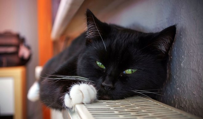 ФОТО: Мачор му се врати на сопственикот по 18 години