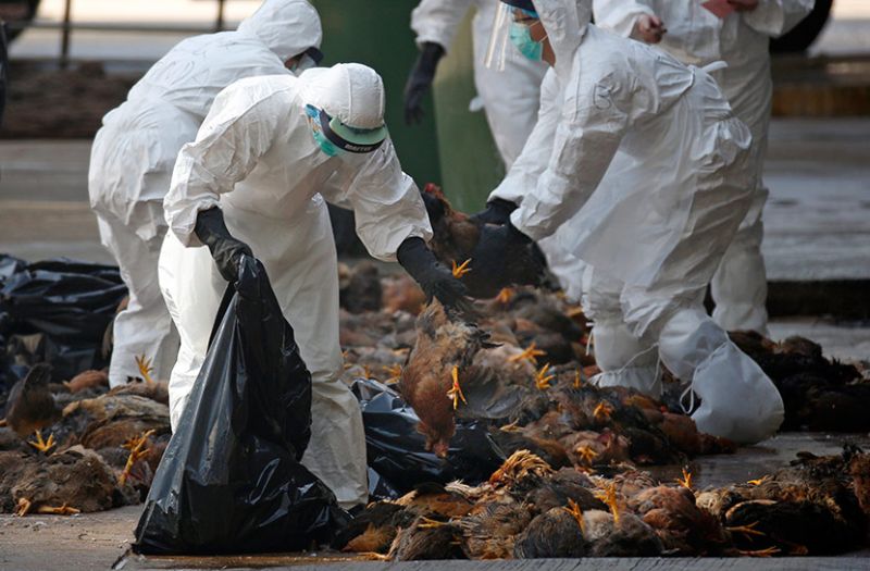 Птичји грип откриен на фарми во Полска