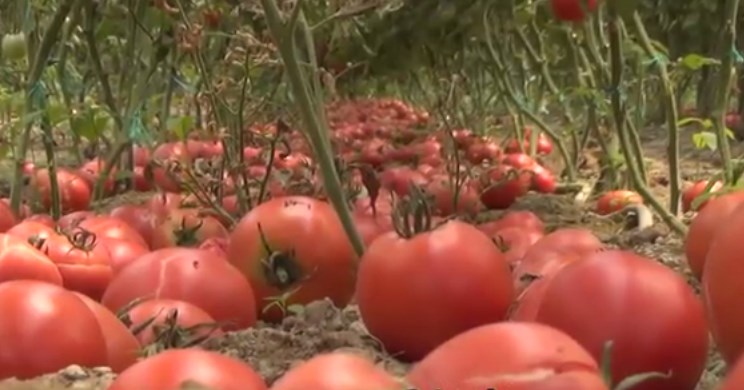 Нема откуп на домати во струмичко- производителите во агонија
