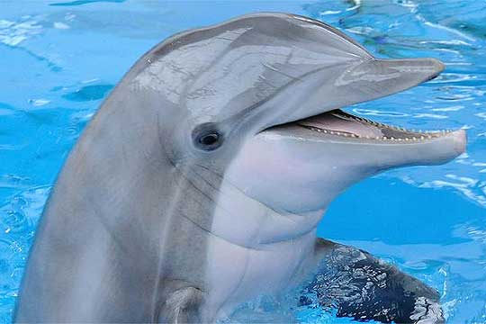 ВИДЕО: Снимено раѓање на делфинче во базен на отворено во Одеса