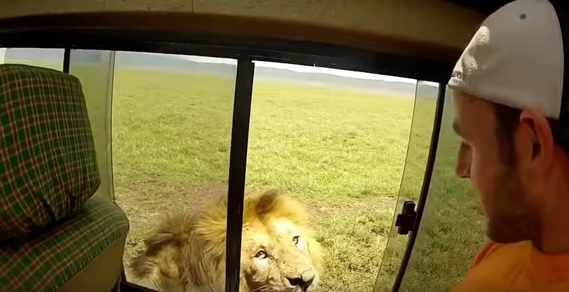 ВИДЕО: Сакал да го погали лавот и го разбеснил- набрзо се покајал