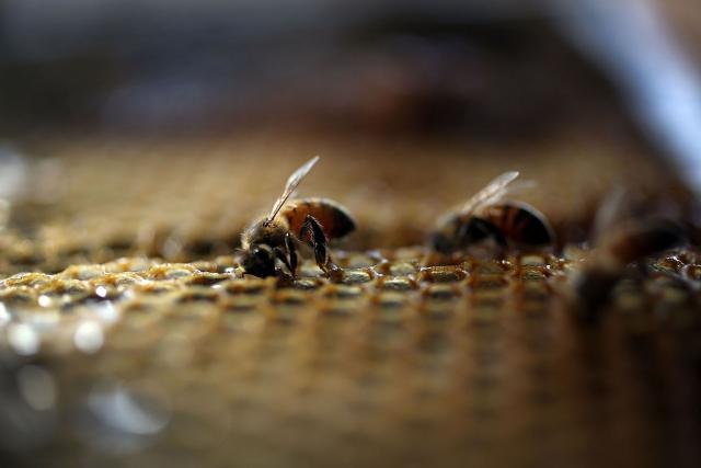 Неверојатно откритие: Пчелите го сфаќаат она што децата не можат