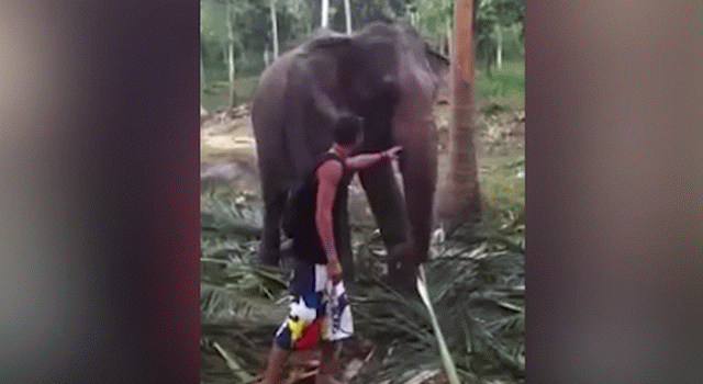 ВИДЕО: Слон нокаутираше турист