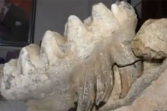 Во Турција откриен фосил на мамут стар осум милиони години