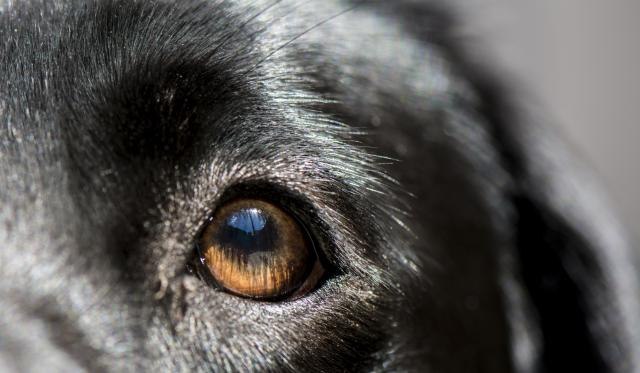 Отруено кучето кое спасувало луѓе по страшниот земјотрес во Аматриче