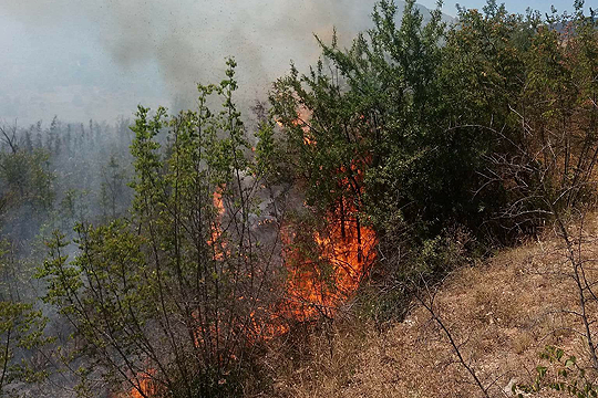 Опожарена шума над Битола