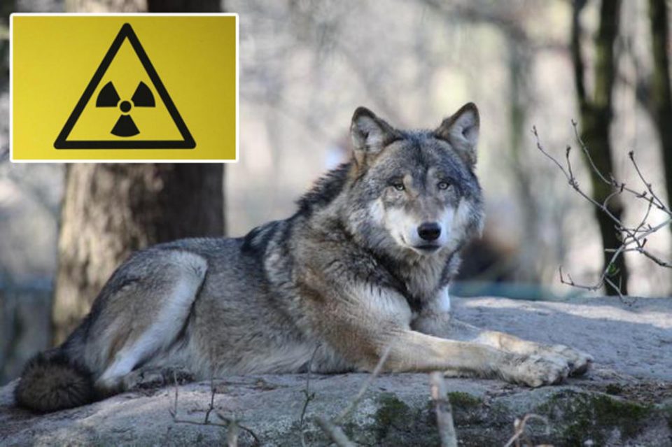 Радиоактивни ѕверови ја загрозуваат планетата: Научниците со право се плашат од волците од Чернобил (ВИДЕО)