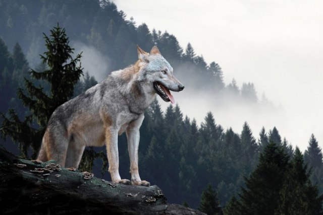 Волците од Чернобил шират мутирани гени?
