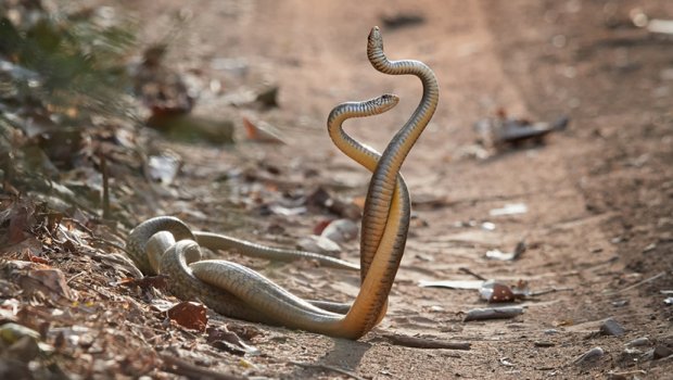 Змии направиле колапс во сообраќајот- возачите нервозно чекале да заврши нивната љубовна романса (ВИДЕО)