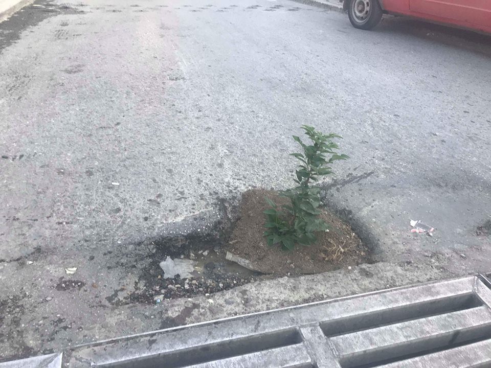 ФОТО: Симболично засадени дрвца во дупките на улиците во Велес