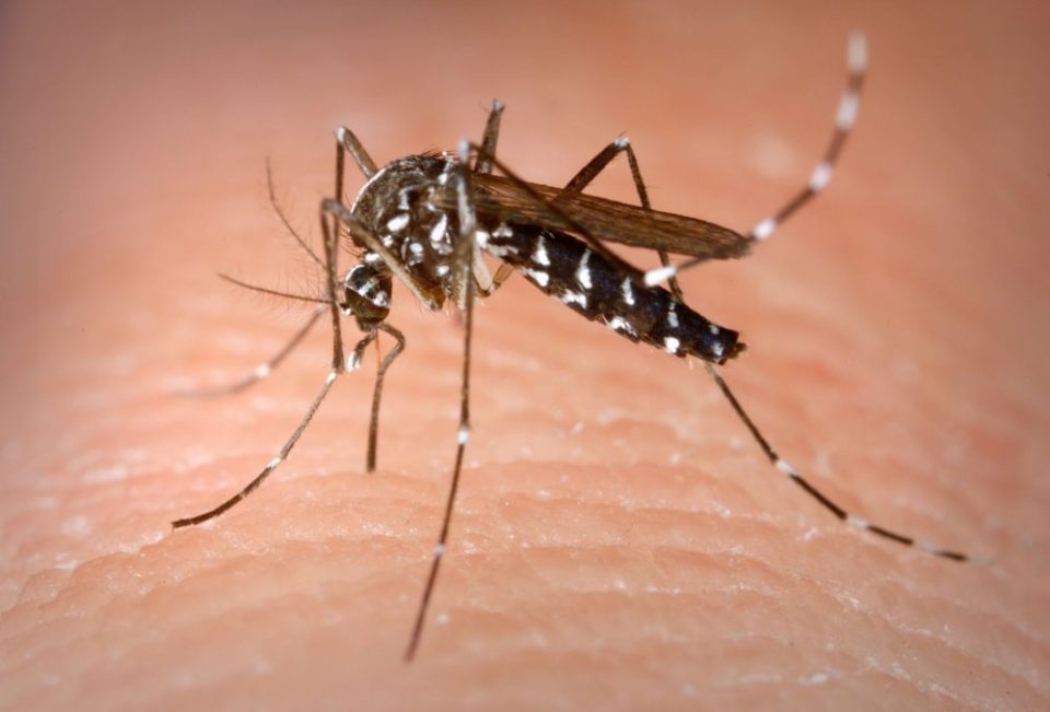 ВИДЕО: Убодот од комарец изгледа многу поужасно отколку што претпоставувате
