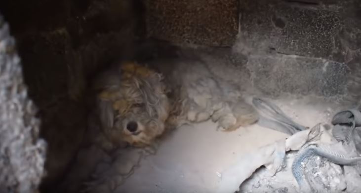 ВИДЕО: Куче го преживеа пожарот во Грција скриено во печка