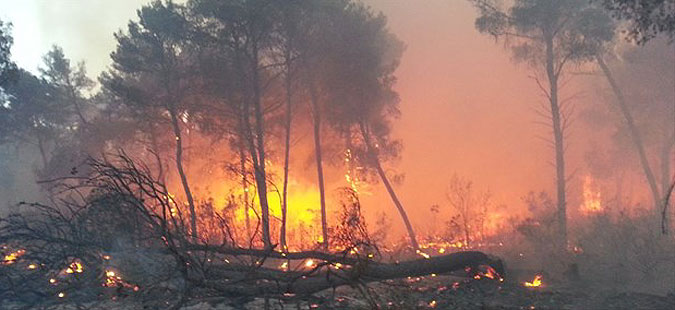 Пожар во Брезница: Зафатена поголема површина на борова шума
