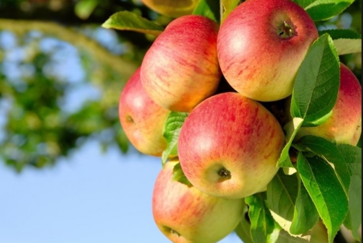 Јаболкото има посебна моќ, еве како делува на вашето здравје и изгледот