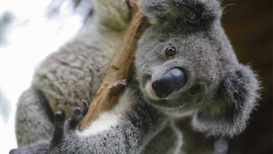 На коалите им се заканува исчезнување од Австралија?