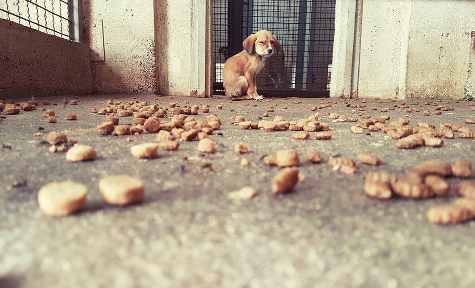Вдомени десет кучиња во акцијата за згрижување бездомни животни