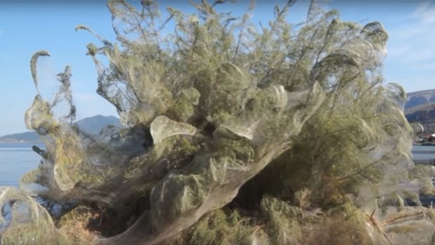 Феномен во Грција: Џиновска пајажина покри цела плажа (ВИДЕО)