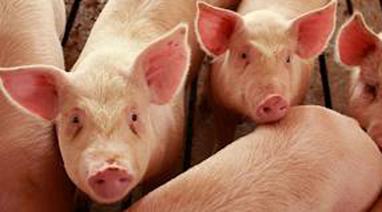 АХВ: Да не се внесува храна од Бугарија, фармерите да не ги пуштаат свињите на паша