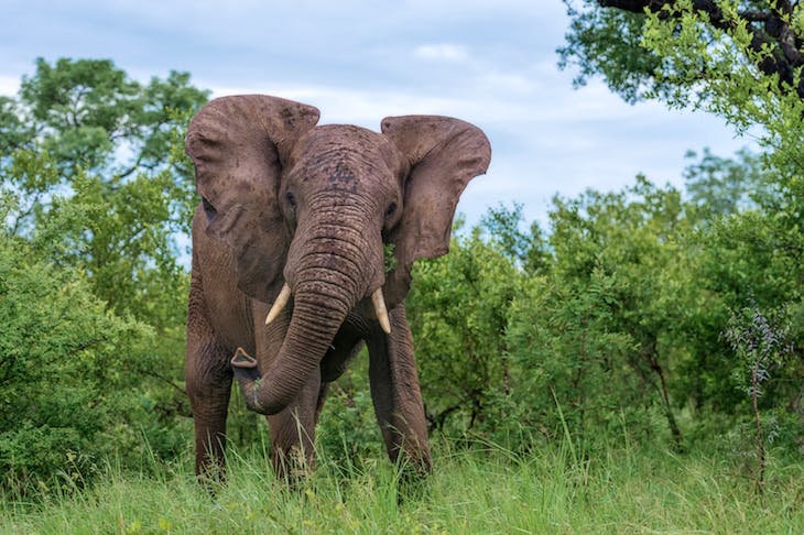 Трагедија на одмор: Германка сакала да слика слон, тој ја прегазил
